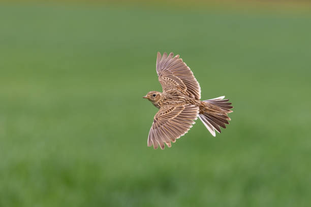 Eurasian skylark Flying eurasian skylark (Alauda arvensis). lark stock pictures, royalty-free photos & images