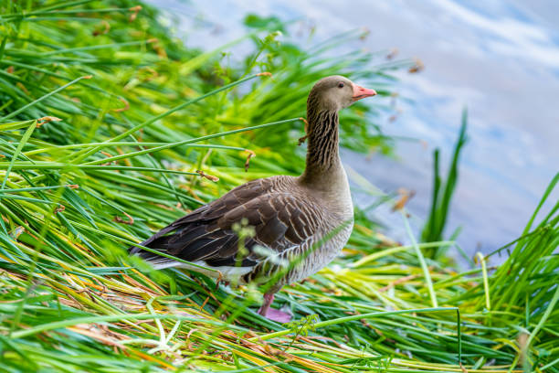 Two adorable Greylag Geese at the Alster - Hamburg - Germany