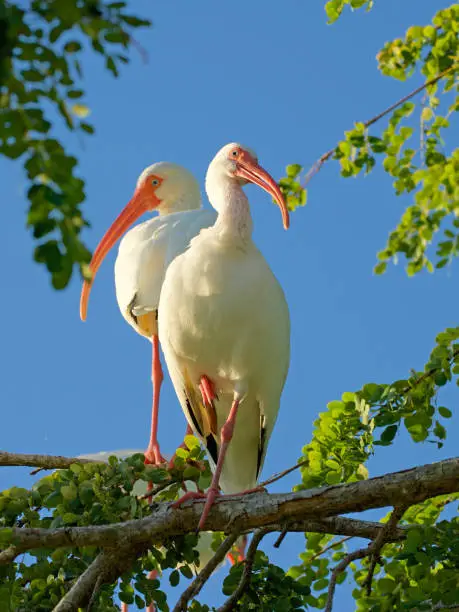 Tropical South Florida Birds White Ibis on a tree