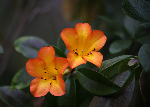 Orange ranunculus blossoming