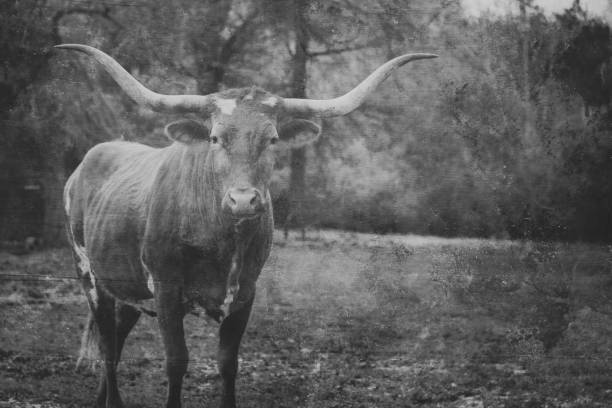 istock Rustic Texas longhorn cow portrait, vintage texture. 1321353187