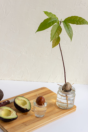 Growing an avocado from a seed. Home gardening concept. Place for your text
