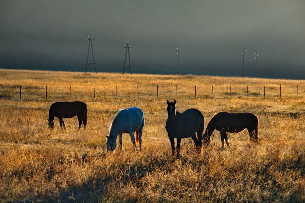 istock Horses in the contour light 1321354661