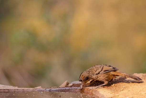istock Rufous-chinned laughingthrush bird 1321354948
