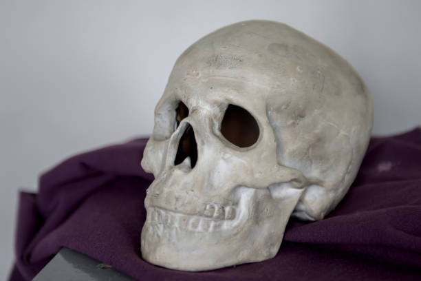istock Human skull is made of gypsum. 1321354972