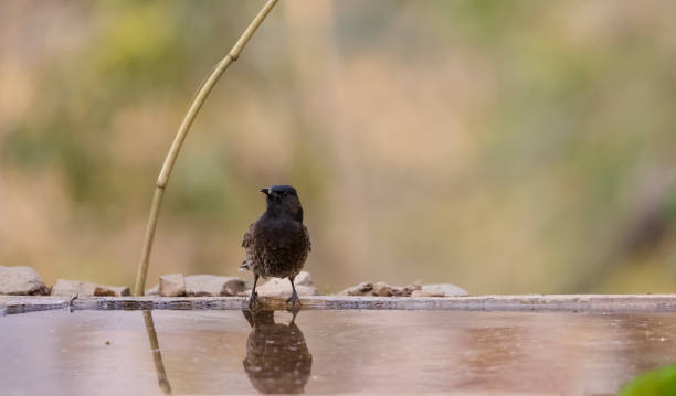 istock Red-vented bulbul bird near water body 1321355182