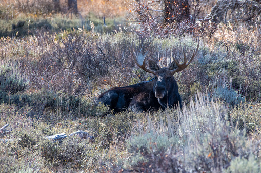 Bull moose front view lying down looking around in most;y sage brush with mountain side and trees in background. Location is the eastern prairie of Grand Teton National Park. The nearest towns are Jackson Hole, and Dubois, Wyoming. John Morrison - Photographer