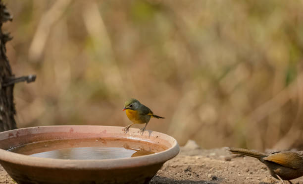 istock Red-billed leiothrix (Leiothrix lutea) bird near water body 1321356203