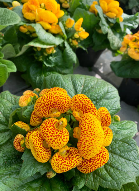 Calceolaria plant. Beautiful Pocketbook plant. Calceolaria. Directly above. calceolaria stock pictures, royalty-free photos & images