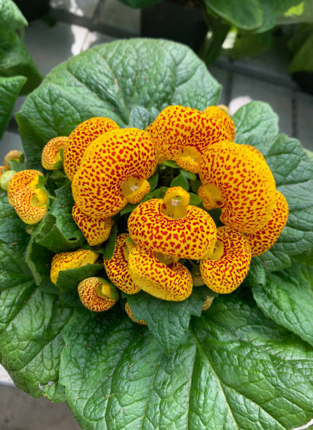 Calceolaria plant. Beautiful Pocketbook plant. Calceolaria. Directly above. calceolaria stock pictures, royalty-free photos & images