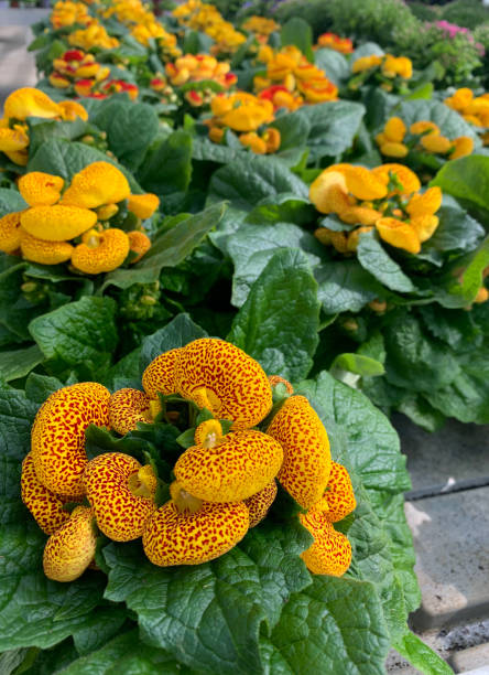 calceolaria pflanze. - pantoffelblumengewächse stock-fotos und bilder