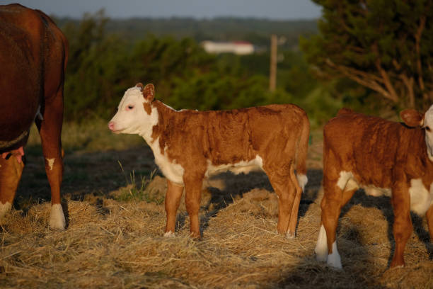 hereford cielę na letnich pastwiskach - field hereford cattle domestic cattle usa zdjęcia i obrazy z banku zdjęć