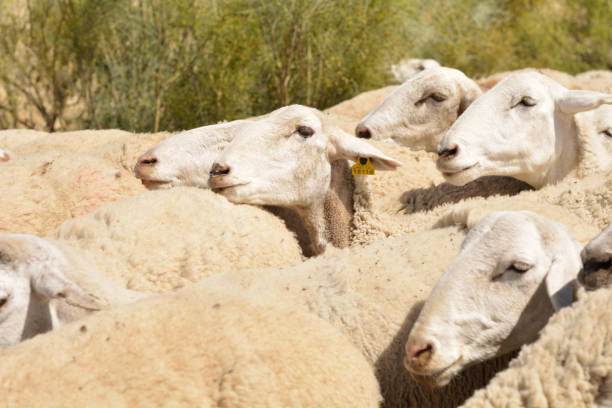 istock flock of sheep 1321357279
