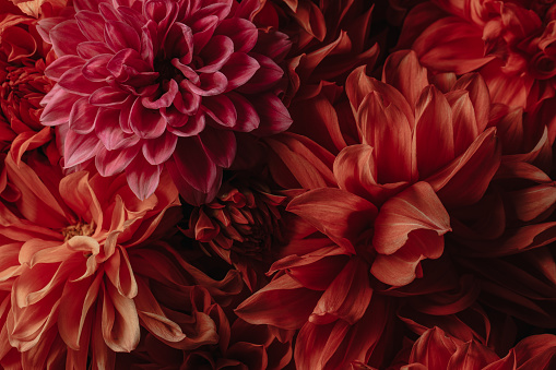 Dark red chrysanthemums, autumn flowers. Macro photography. Floral background. Gift card, blooming pattern. Blooming, natural wallpaper. Autumn season. Top view. . High quality photo