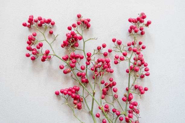 Pink peppercorn (baie rose, pink berry). red ashberry on white background pink pepper spice ingredient stock pictures, royalty-free photos & images