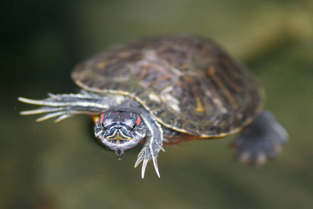 istock A small turtle swims in the water 1321358721