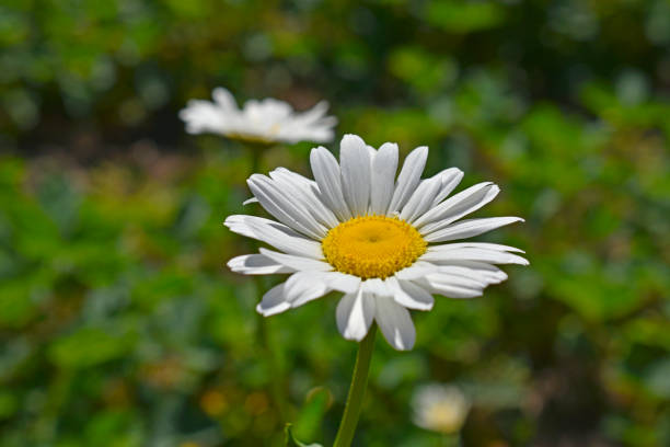 istock White daisy shot close up in the afternoon 1321360725