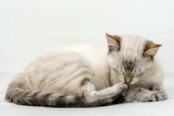 Light-haired young cat sleeps over the white bedroom bed blanket keeping her eyex close while licking her back right paw.
The light in the photograph is natural light.
White and illuminated background. One animal. No people. Indoors photo.