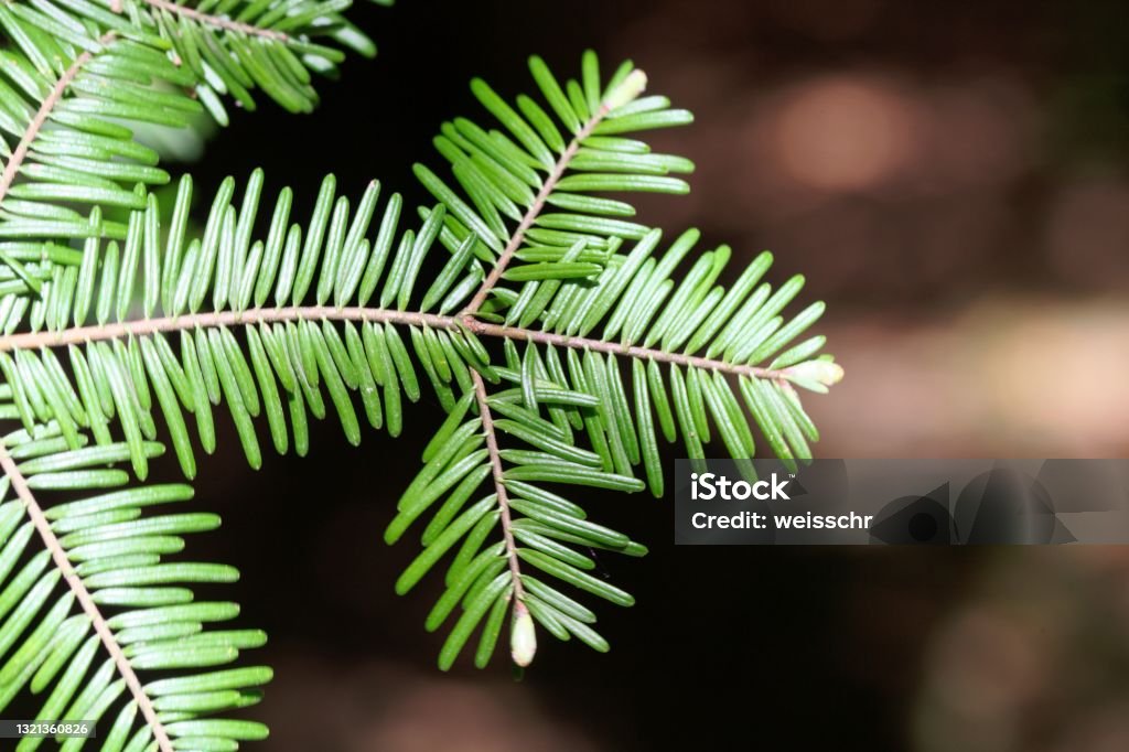 Needles of a Grand Fir, Abies grandis Young needles of a Grand Fir, Abies grandis Grand Fir Stock Photo