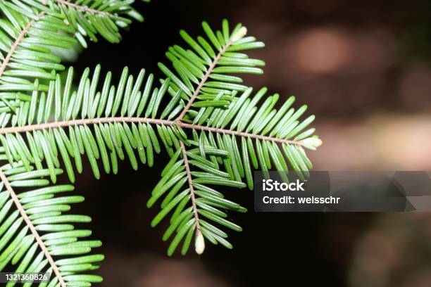 Needles Of A Grand Fir Abies Grandis Stock Photo - Download Image Now - Grand Fir, Needle - Plant Part, Abstract