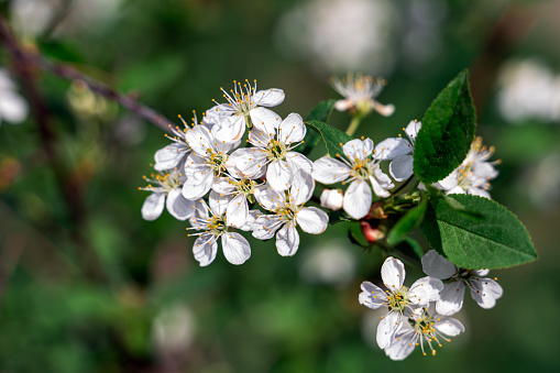 Bird cherry tree in blossom. Close-up of a flowering Prunus padus tree with white little blossoms. Natural background. Selective focus.