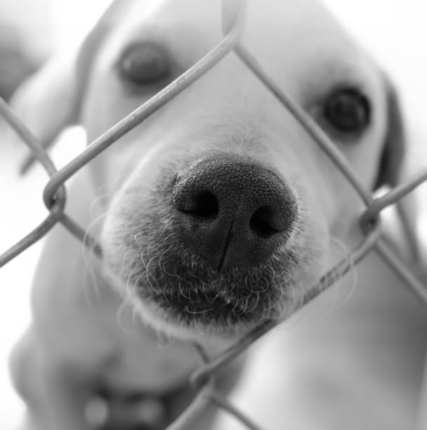 istock Dog Shelter Adopt Black White 1321362582