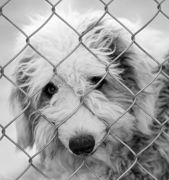 istock Dog Shelter Adopt Black White Vertical 1321362598