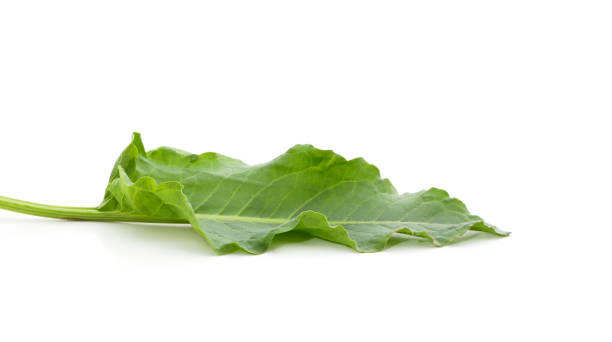 istock Green bouquet of sorrel. 1321363365