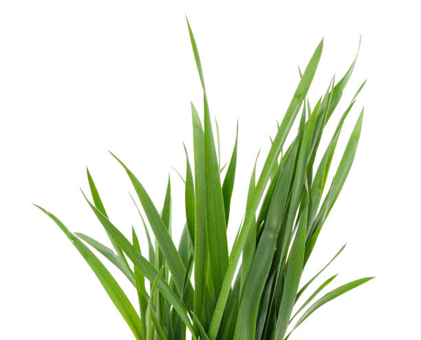 istock Bunch of green grass. 1321363425