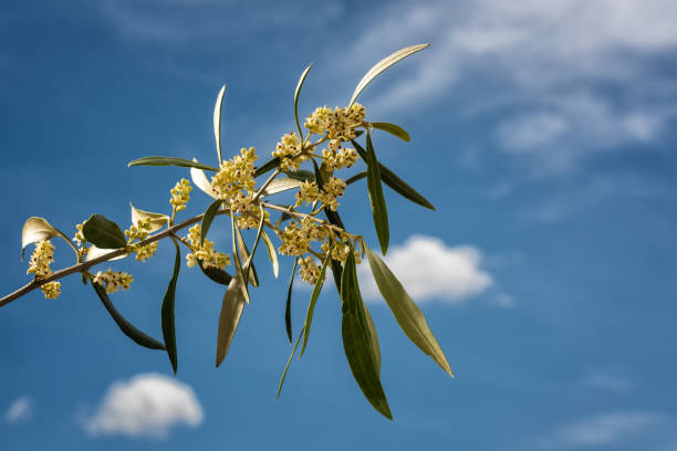 istock Spring, olive branch during flowering. Agriculture. 1321363458