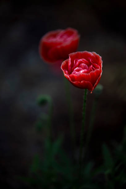 istock A bright red poppy, attracts bees. 1321363519