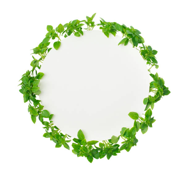 istock Fresh basil leaves around round paper with copy-space isolated. 1321363589