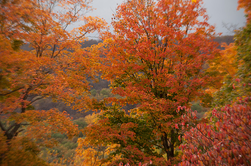 Fall foliage in Upstate New York.