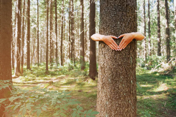 istock Female hands making heart shape gesture on a tree trunk. 1321365898
