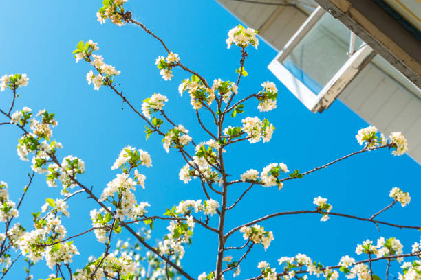 istock Beautiful spring background with a blooming apple tree near the cottage windows 1321366111