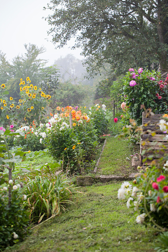 Beautiful cottage garden with colorful dahlias and sunflowers