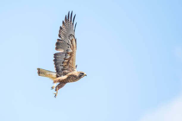 istock Swainson's Hawk Caught Mid-Flap after Take-Off 1321367484