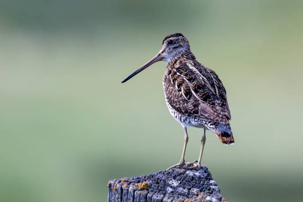 istock Wilson's Snipe Shorebird Sitting on a Wooden Post 1321367494