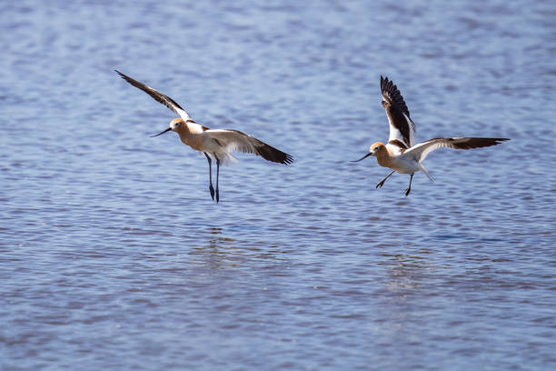 Pair of American Avocets in Flight Over Malheur Pond
