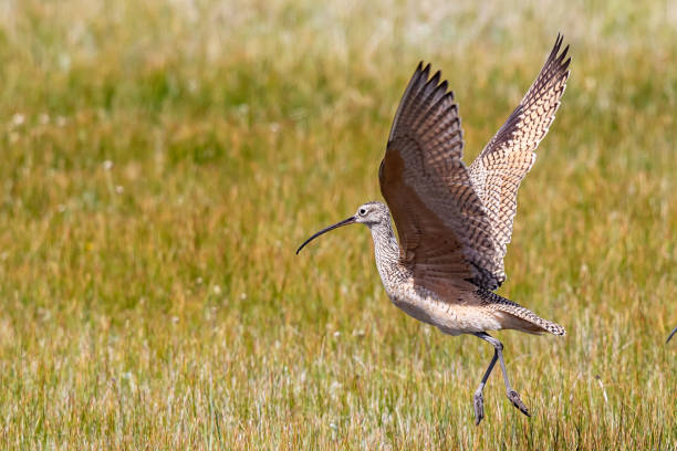 Long-Billed Curlew Shorebird Takes Flight Long-Billed Curlew Shorebird Takes Flight numenius americanus stock pictures, royalty-free photos & images