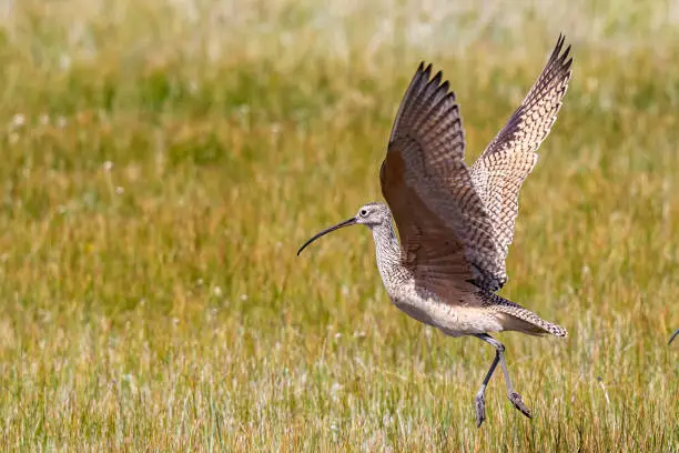 Photo of Long-Billed Curlew Shorebird Takes Flight