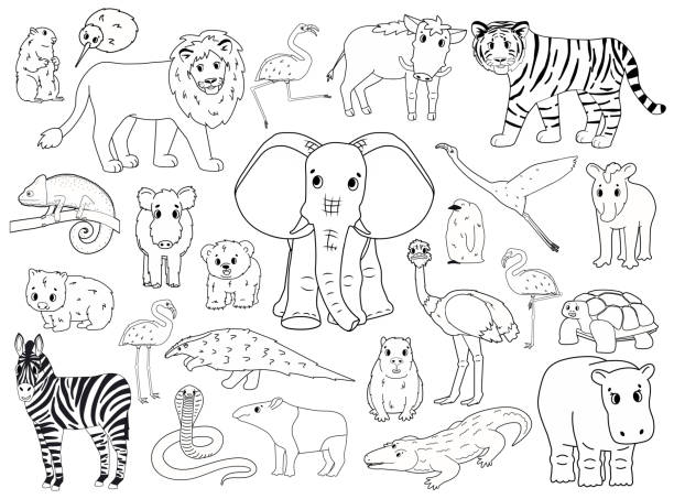 ilustrações de stock, clip art, desenhos animados e ícones de set of doodle world animals. vector outline cartoon isolated graphic hand drawn illustration. elephant hippo zebra flamingo lion boar tapir penguin wombat bear marmot chameleon crocodile kiwi snake - wombat animal mammal marsupial