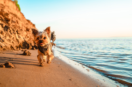 Yorkshire Terrier dog walks on the sand on the beach