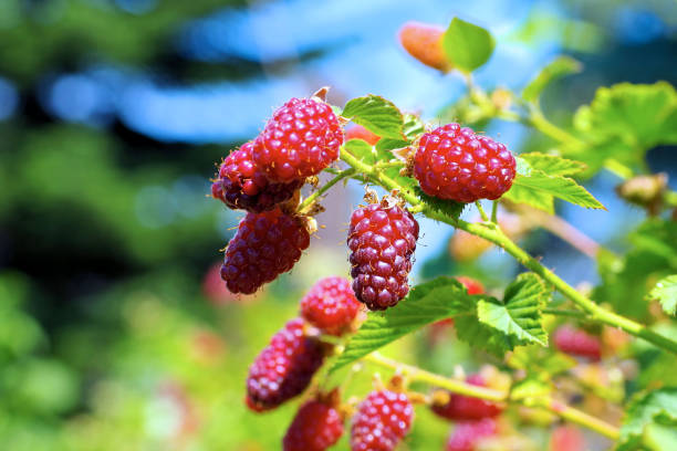 fruits de tayberry sur la plante dans le jardin - mûre sauvage photos et images de collection