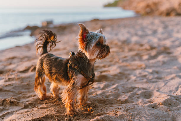 istock Yorkshire Terrier dog walks on the sand on the beach 1321368594