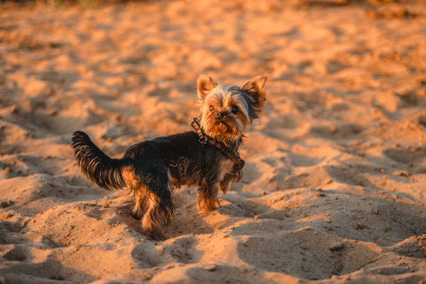 istock Yorkshire Terrier dog walks on the sand on the beach 1321368642