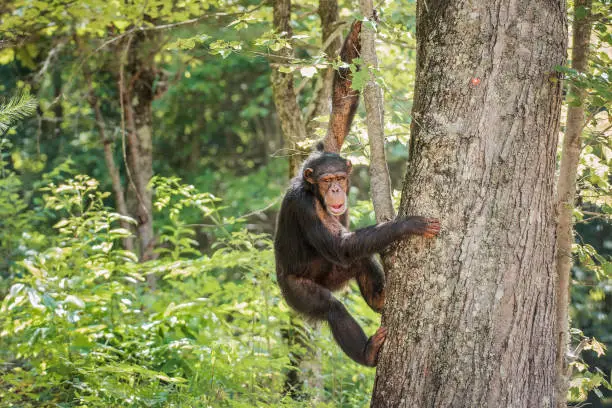Chimpanzee in natural outdoor habitat