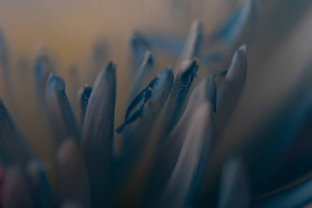 istock Flowers from April 2021 1321370254