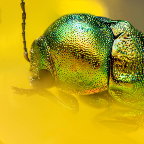 istock Tansy Beetle on yellow flower 1321371122