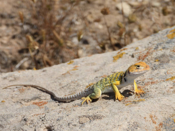 istock Collared Lizard in Western Colorado 1321372340